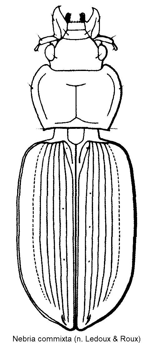 nebria_commixta_hab.gif