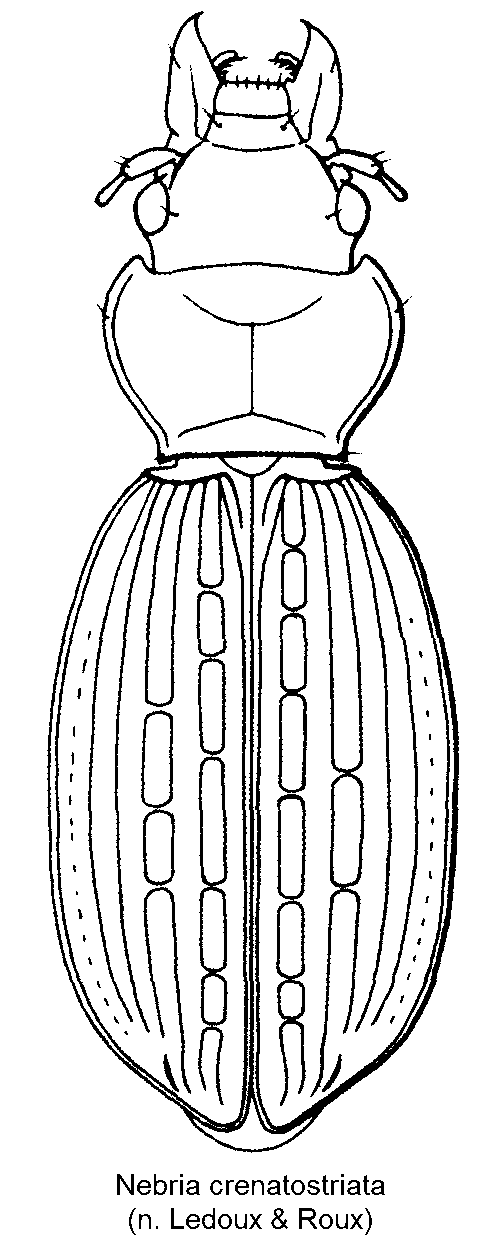 nebria_crenatostriata_hab.gif