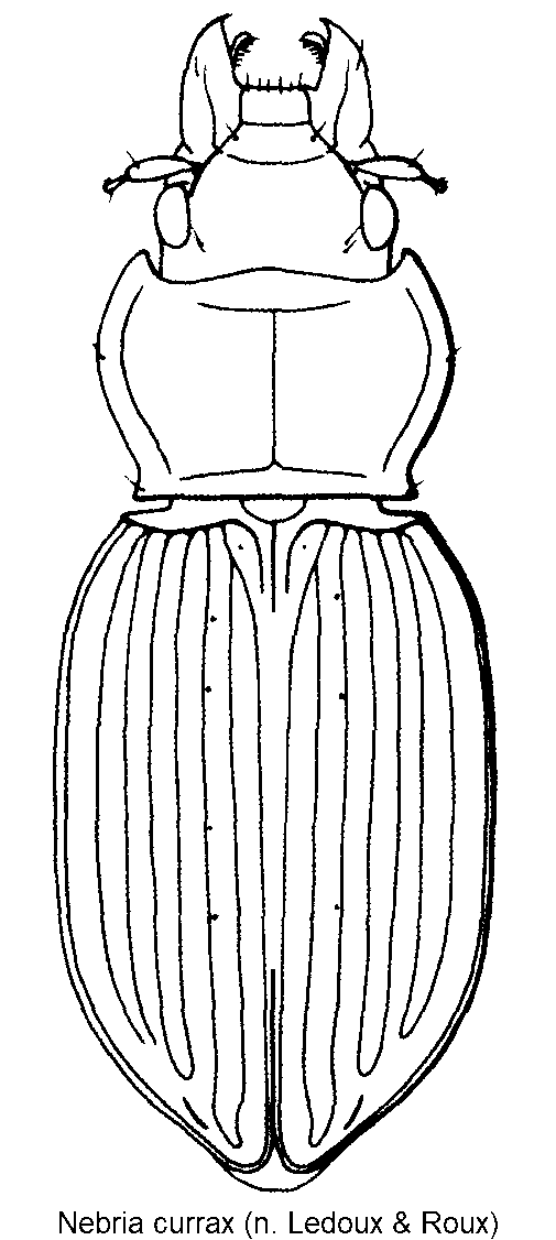 nebria_currax_hab.gif