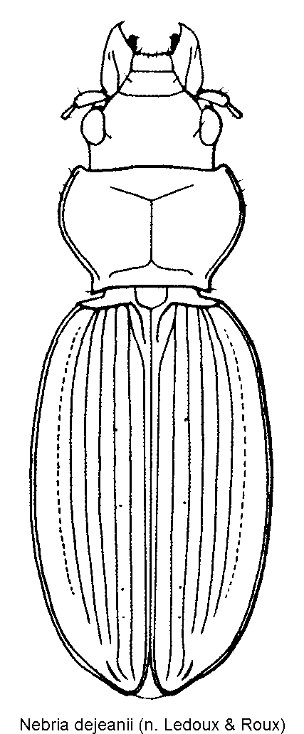 nebria_dejeanii_hab.gif