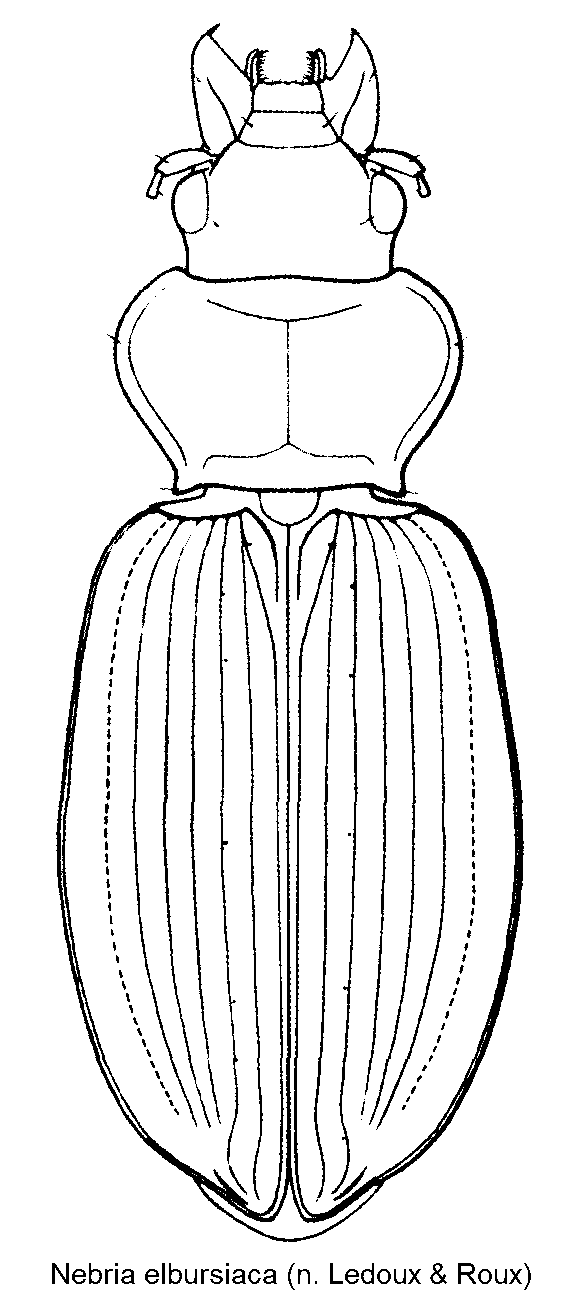 nebria_elbursiaca_hab.gif