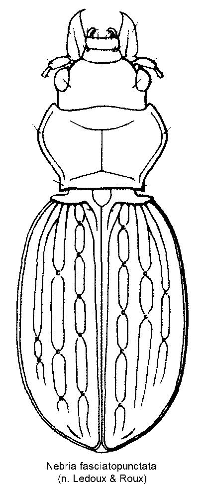 nebria_fasciatopunctata_hab.gif