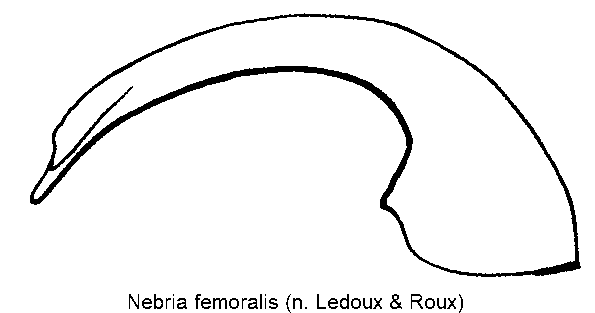 nebria_femoralis.gif