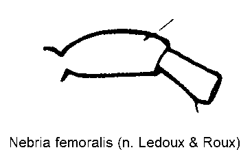 nebria_femoralis_f.gif