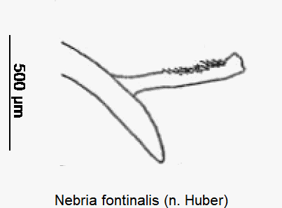 nebria_fontinalis.gif