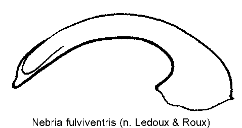 nebria_fulviventris.gif
