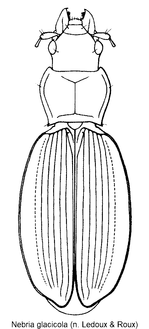 nebria_glacicola_hab.gif