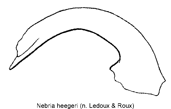 nebria_heegeri.gif