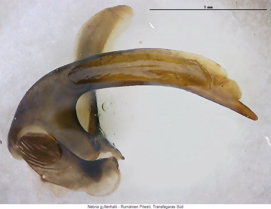 nebria_heegeri.jpg