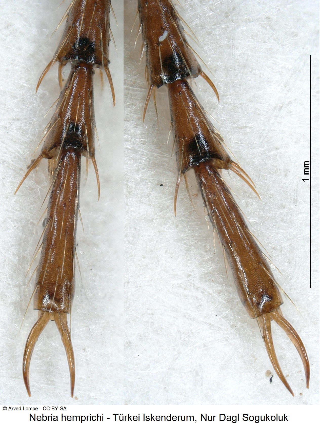 nebria_hemprichi_ck20416_mtr.jpg