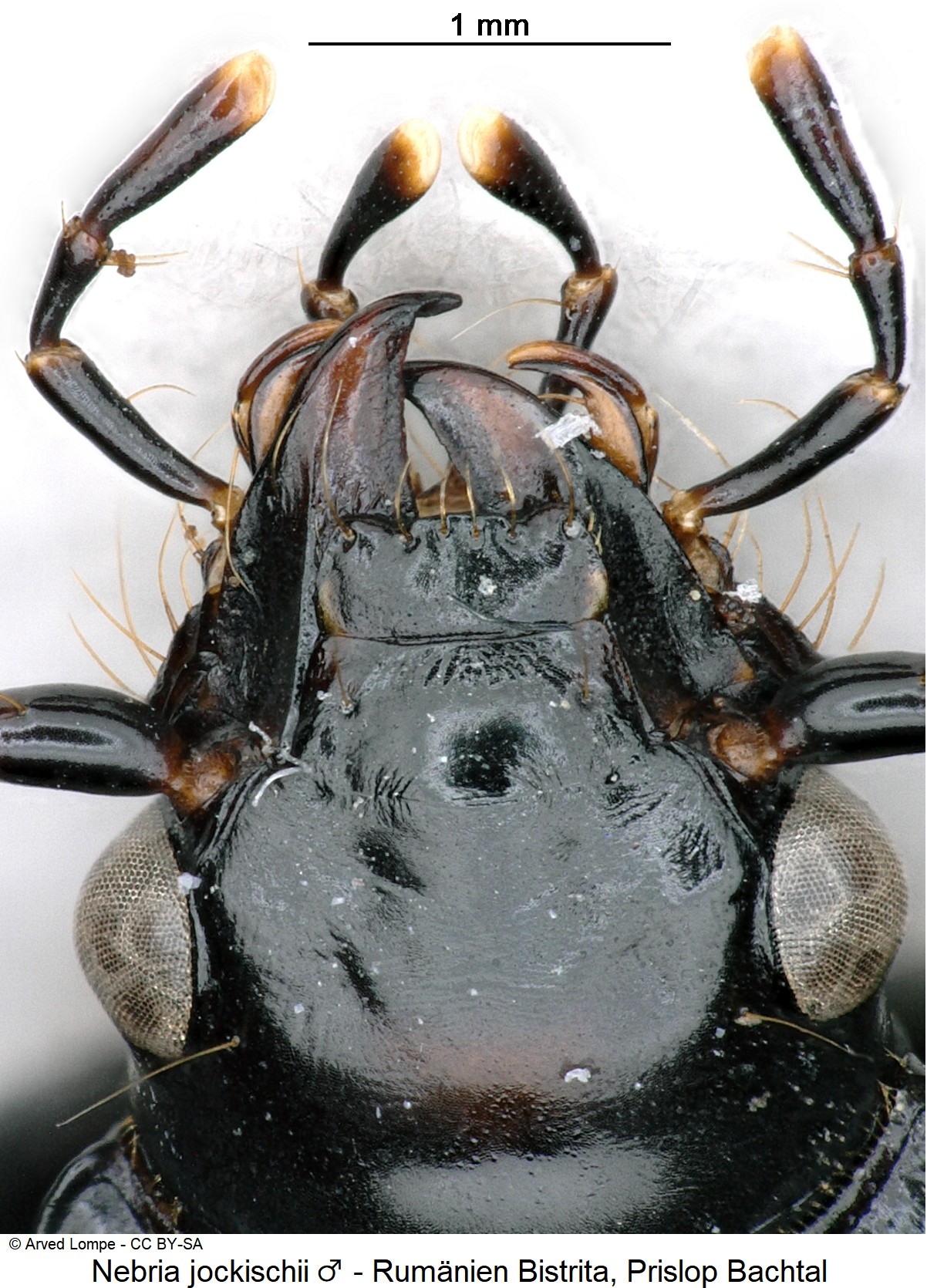 nebria_jockischii_m_ck24791_ts.jpg
