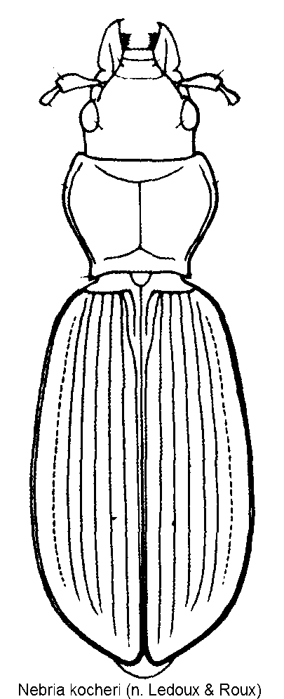 nebria_kocheri_hab.gif