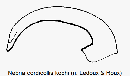 nebria_kochi.gif