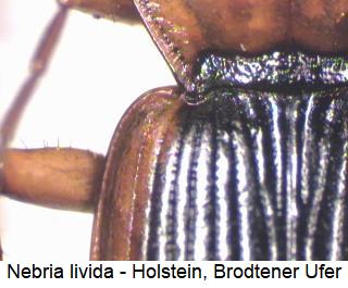 nebria_livida_sch.jpg