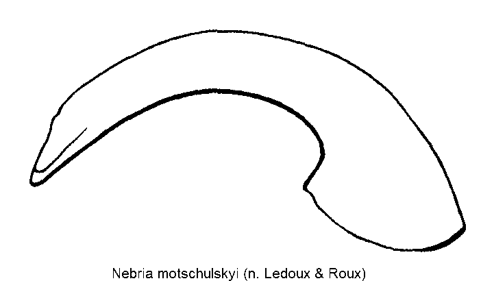 nebria_motschulskyi.gif