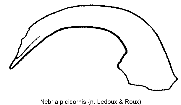 nebria_picicornis.gif