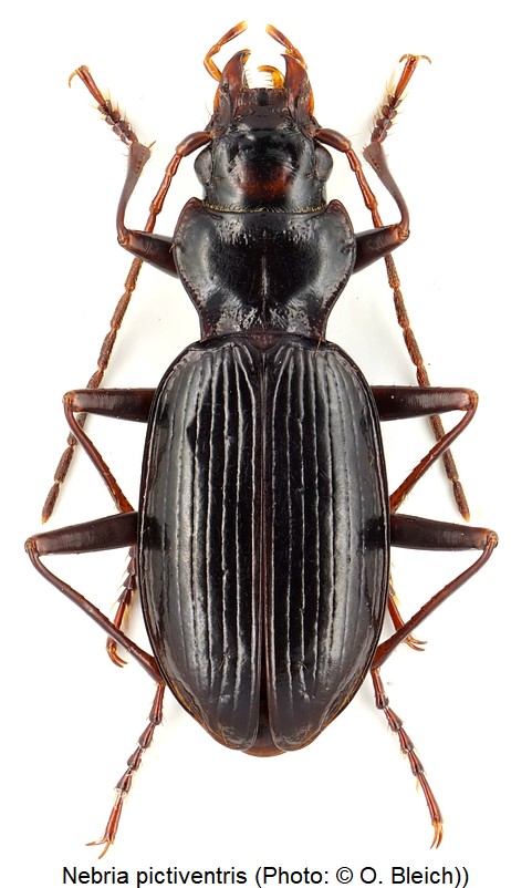 nebria_pictiventris_hab.jpg