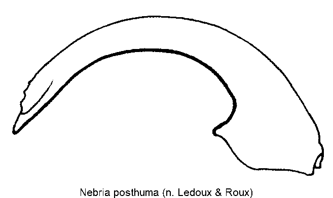 nebria_posthuma.gif