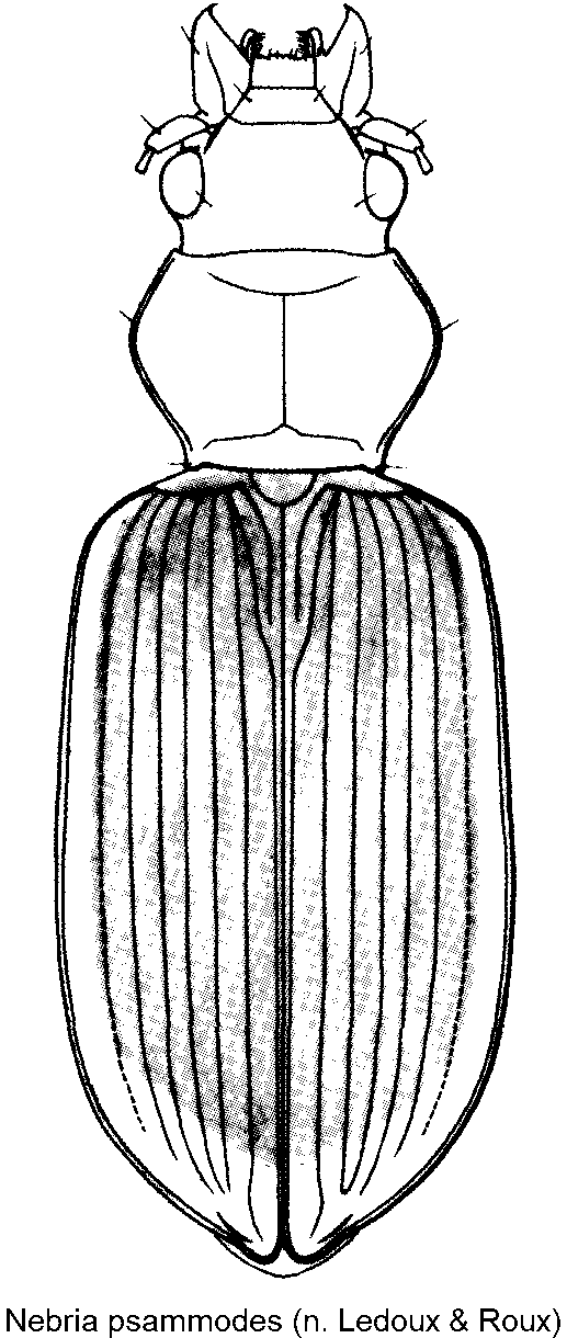 nebria_psammodes_hab.gif