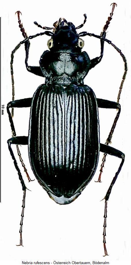 nebria_rufescens_hab.jpg