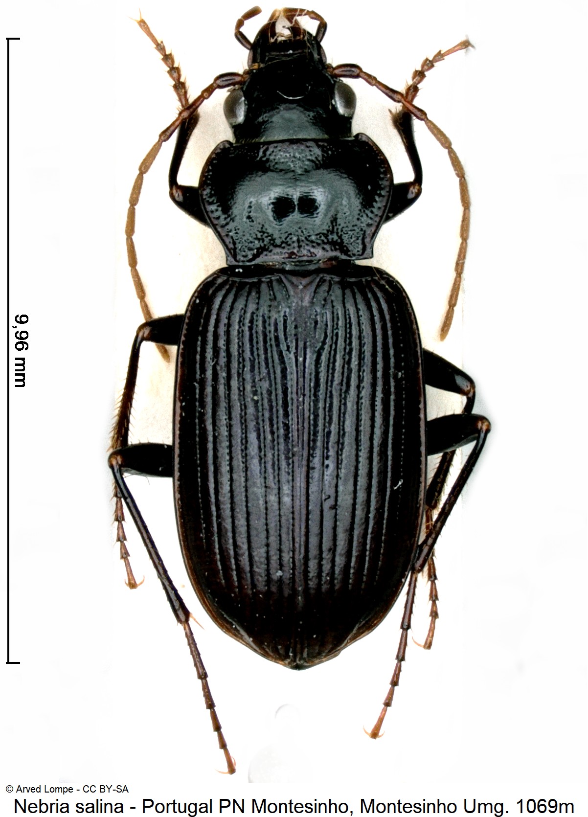 nebria_salina_ck20948_hab.jpg