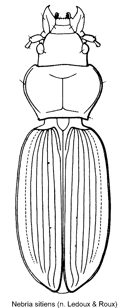 nebria_sitiens_hab.gif