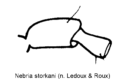 nebria_storkani_f.gif