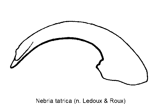 nebria_tatrica.gif