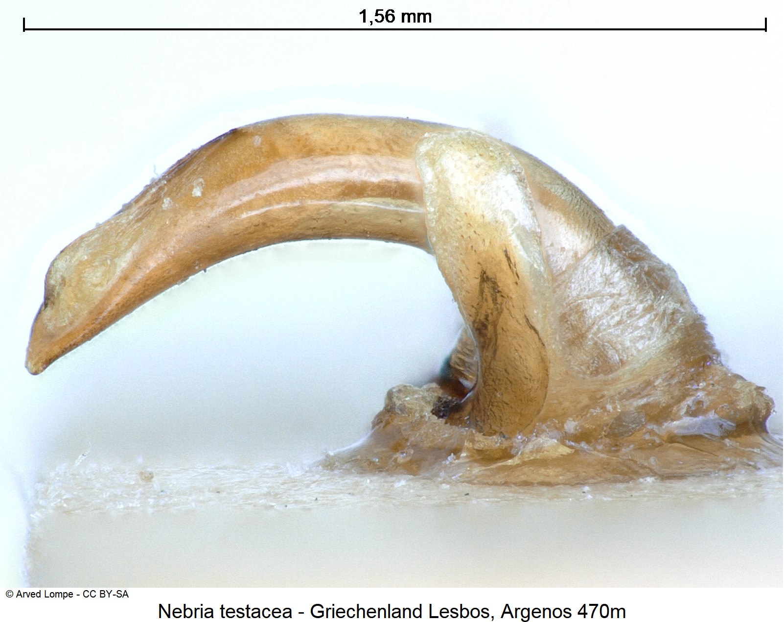 nebria_testacea_ck20891.jpg