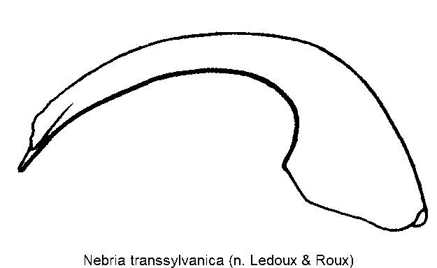 nebria_transsylvanica.gif