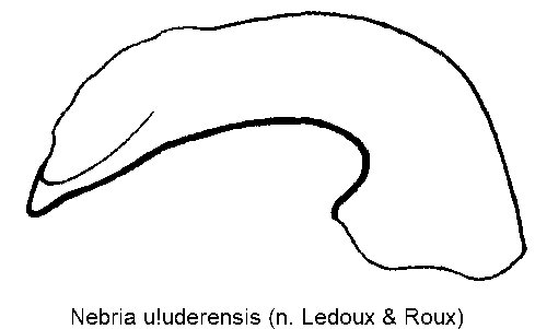 nebria_u_uderensis.gif