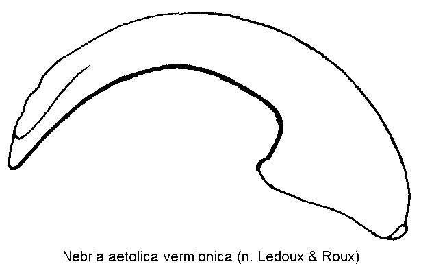 nebria_vermionica.gif