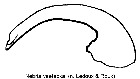 nebria_vseteckai.gif