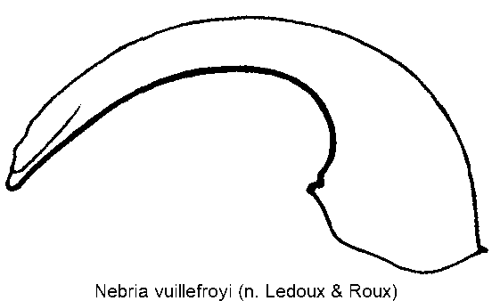 nebria_vuillefroyi.gif