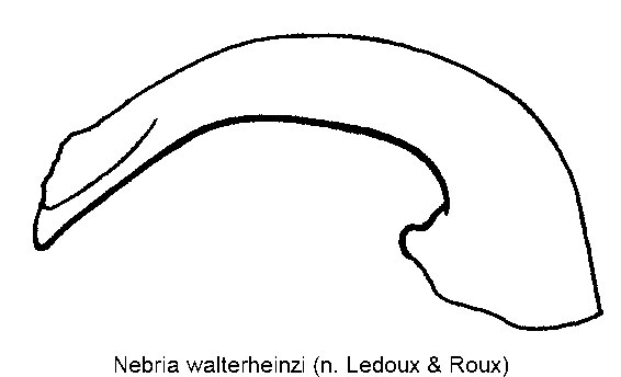 nebria_walterheinzi.gif