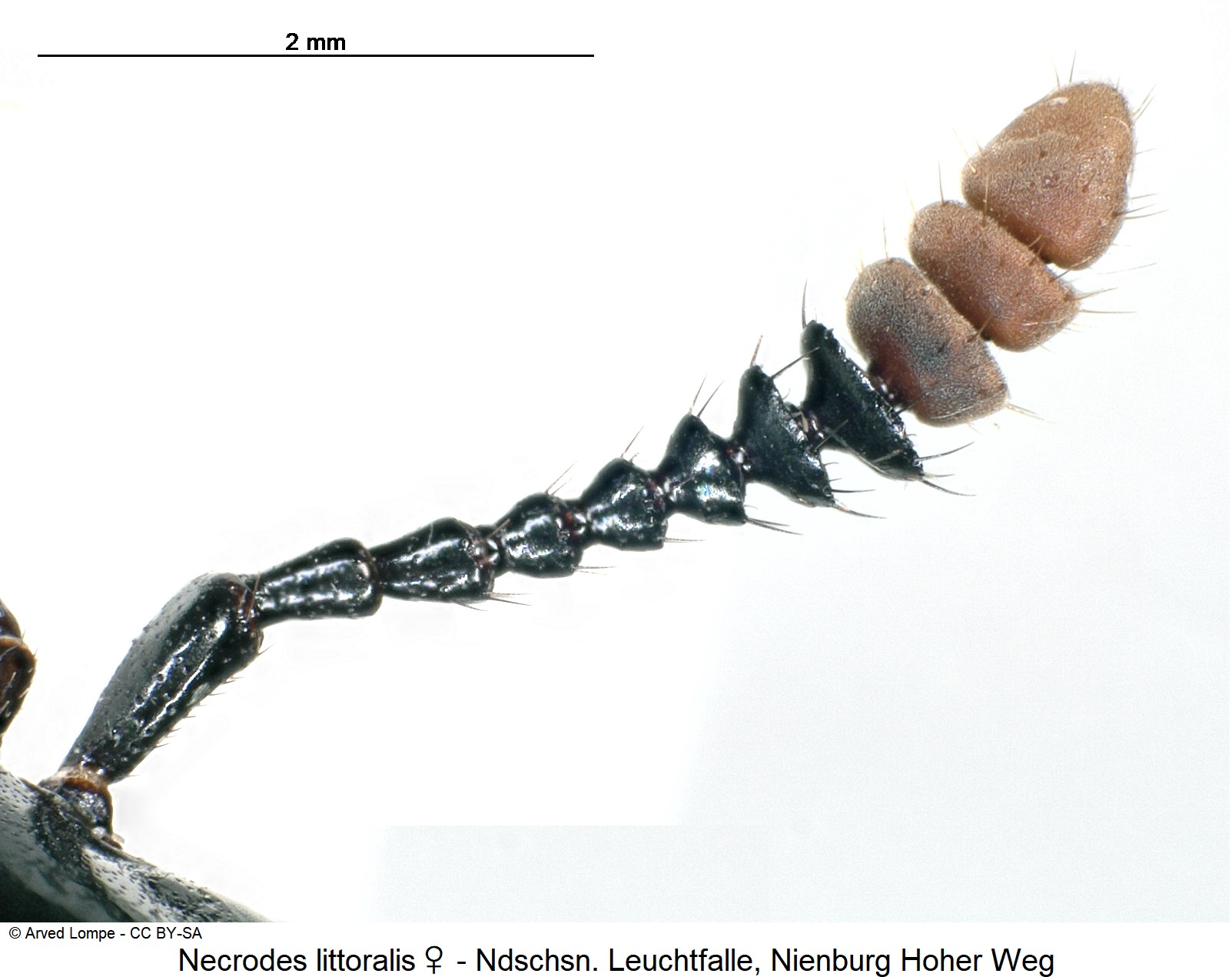necrodes_littoralis_w_ck36206815_f.jpg
