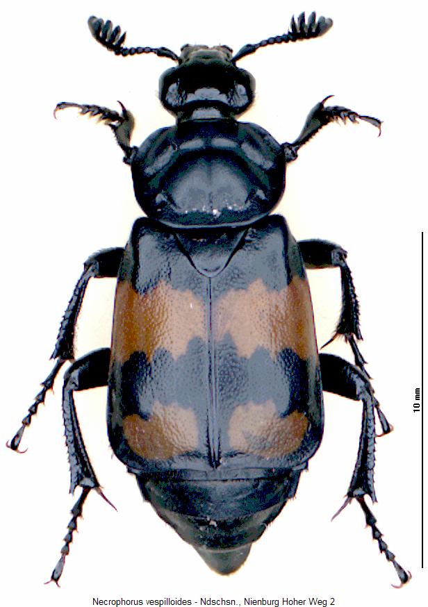 necrophorus_vespilloides_hab.jpg