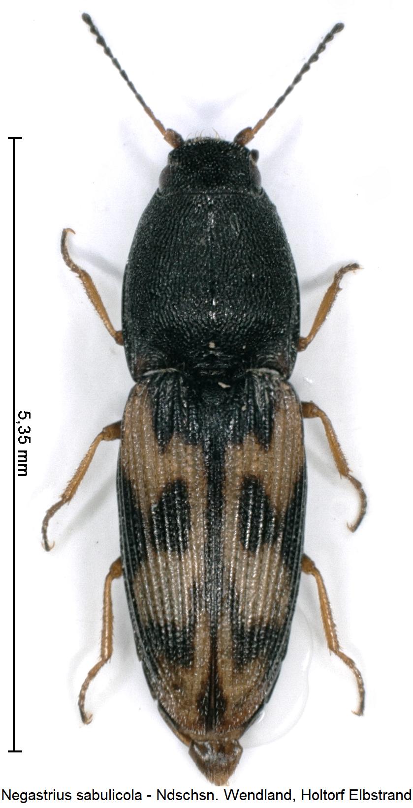 negastrius_sabulicola_hab.jpg
