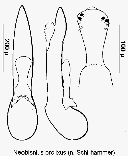 neobisnius_prolixus.gif