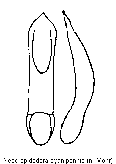 neocrepidodera_cyanipennis.gif