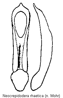 neocrepidodera_rhaetica.gif