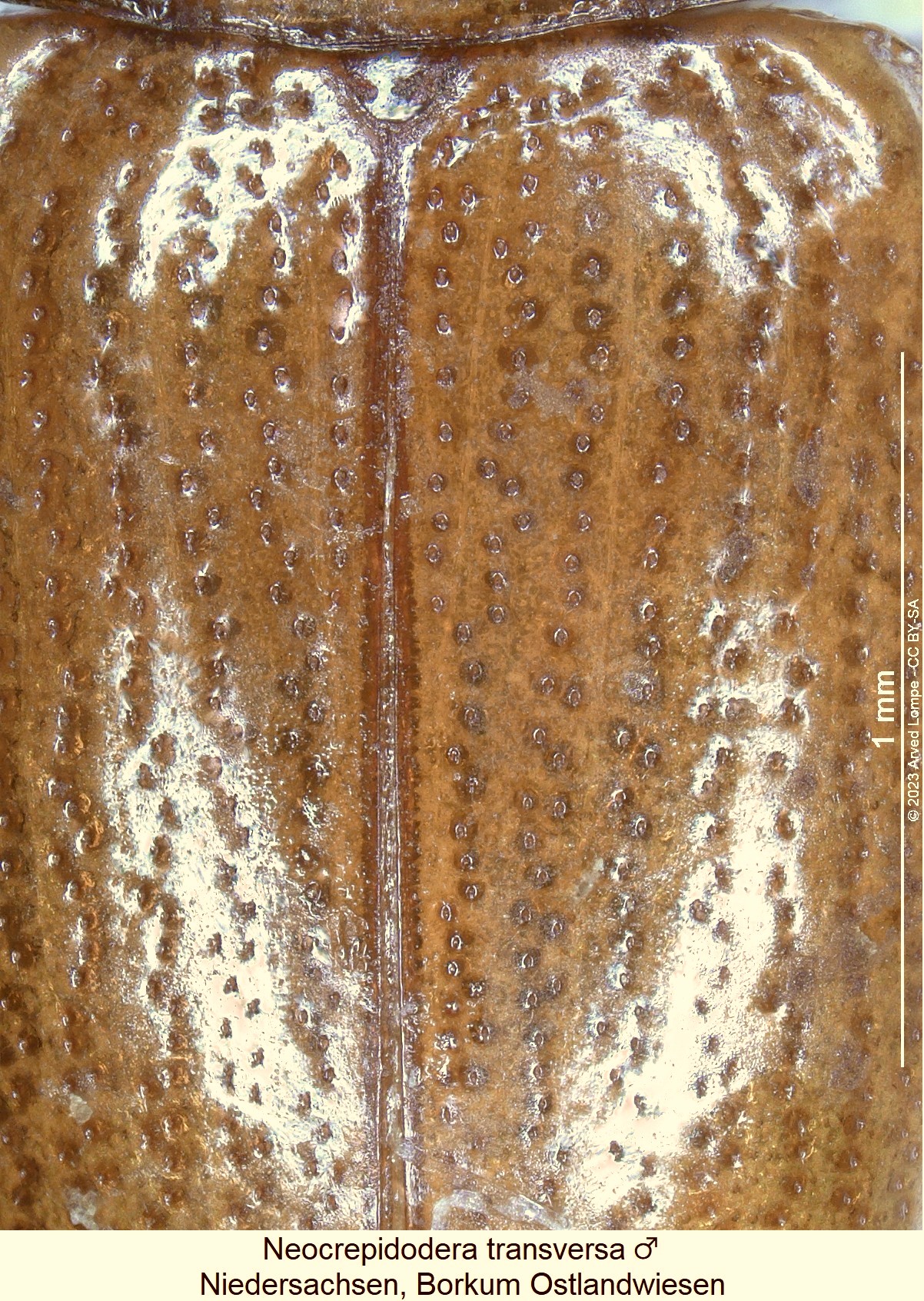 neocrepidodera_transversa_m_fld.jpg