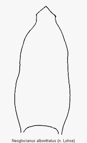 neoglocianus_albovittatus.gif