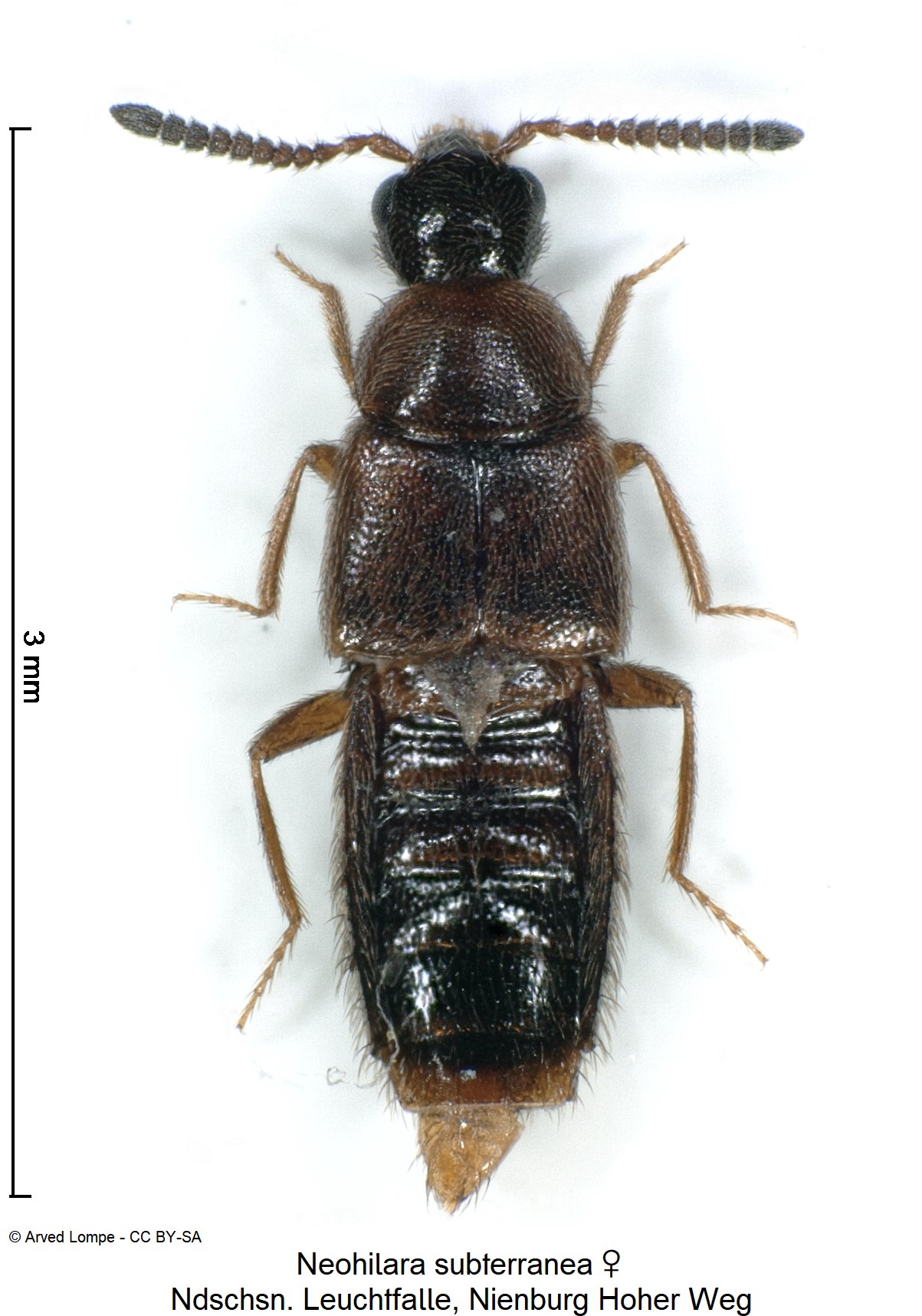 neohilara_subterranea_w_ck38180130_hab.jpg