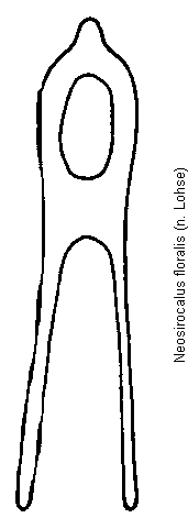 neosirocalus_floralis.gif
