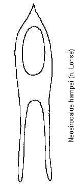 neosirocalus_hampei.gif