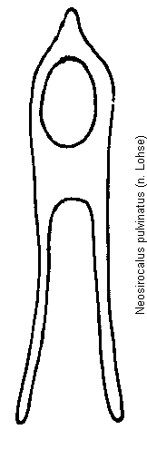 neosirocalus_pulvinatus.gif