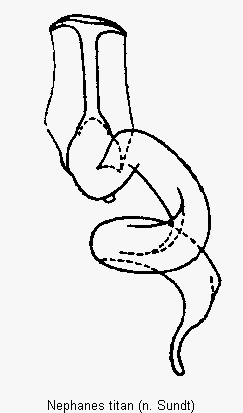 nephanes_titan_sperm.gif