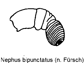 nephus_bipunctatus_sperm.gif