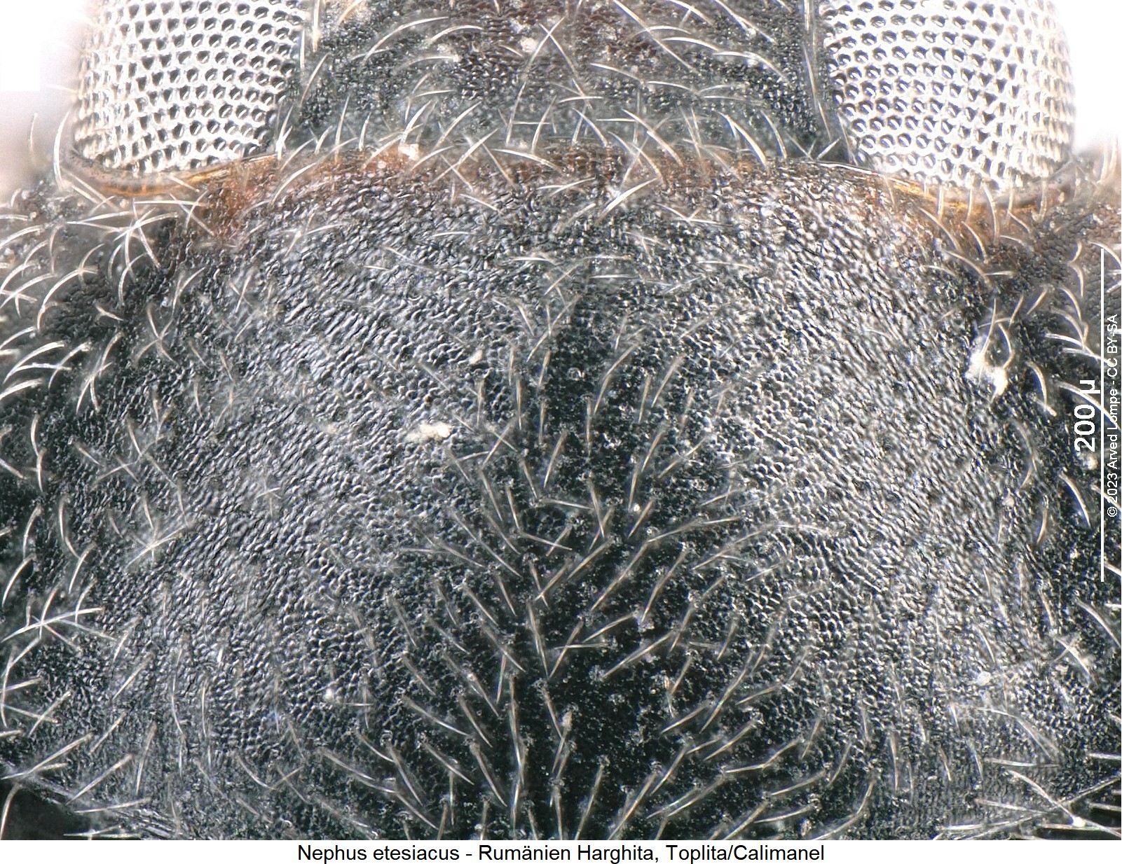nephus_etesiacus_hsch_ms1.jpg